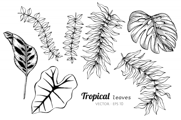 Ensemble De Collection De Feuilles Tropicales, Dessin D'illustration.