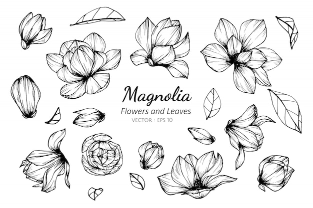 Ensemble De Collection De Fleur De Magnolia