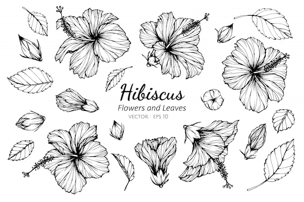 Ensemble de collection de fleurs d&#39;hibiscus