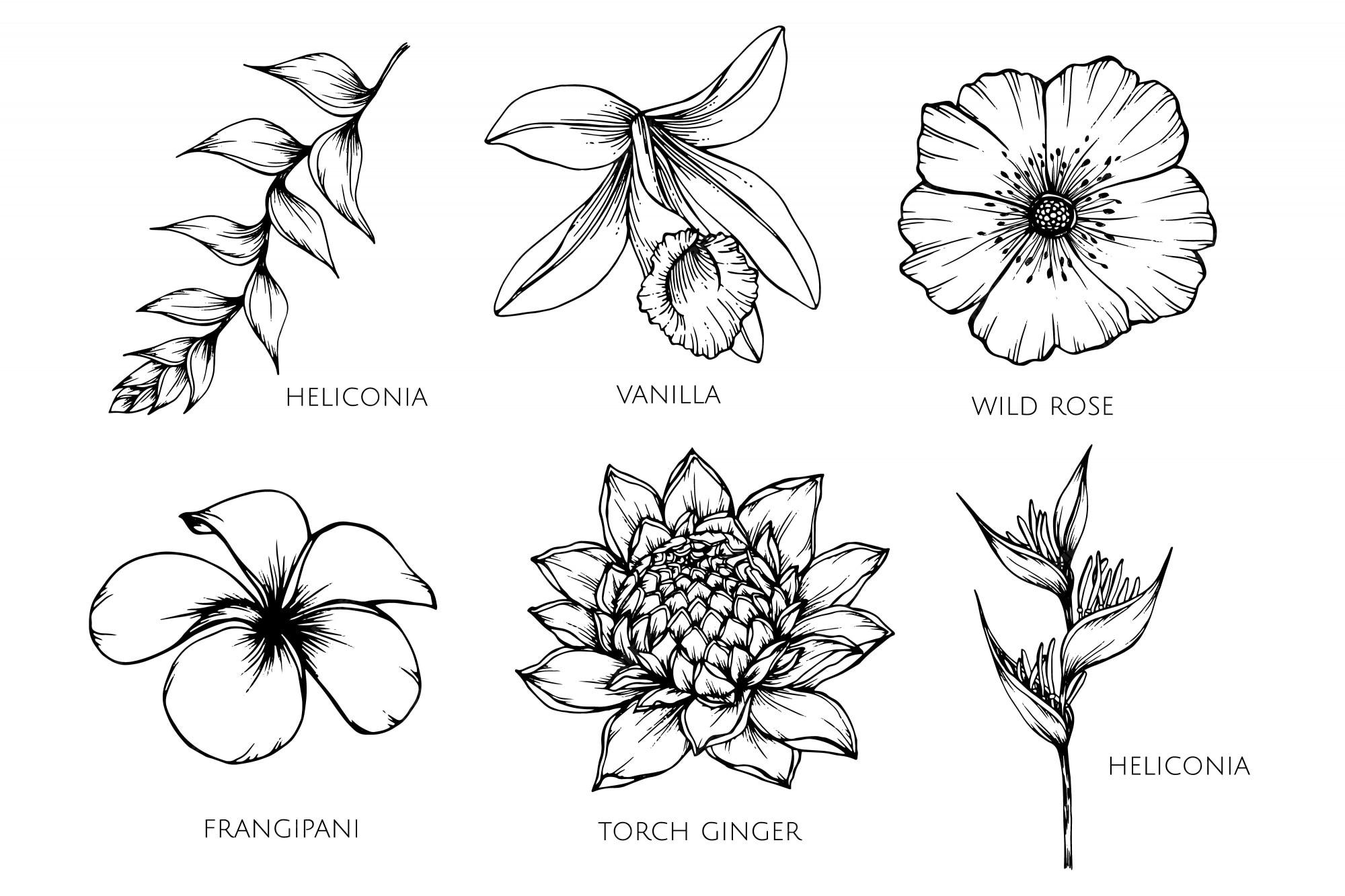 ensemble-de-collection-d-illustration-dessin-de-fleur-vecteur-premium