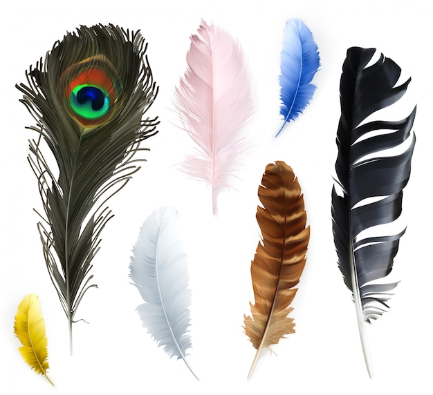 Vecteur ensemble de collection de plumes