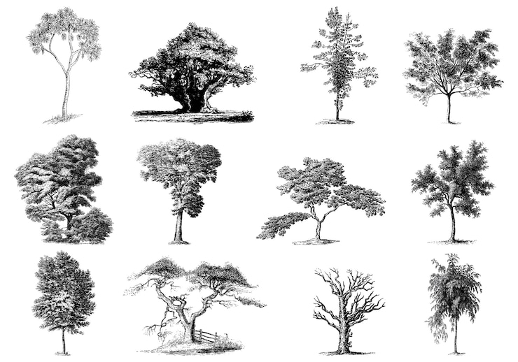 Vecteur ensemble de collection de silhouettes d'arbres ou de plantes naturelles ou d'illustration d'arbre
