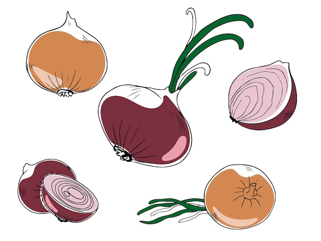 Ensemble coloré sur oignons violets et jaunes, entiers et coupés, isolés sur fond blanc