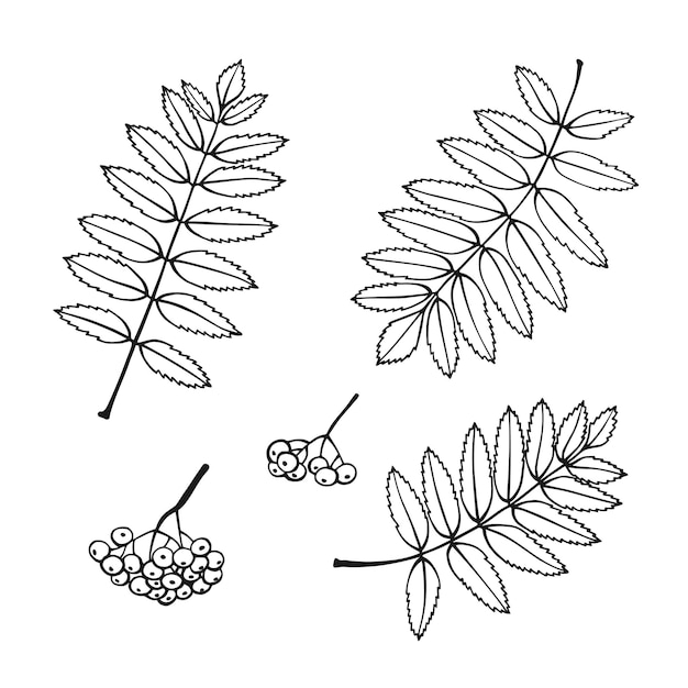 Ensemble De Contour De Feuille De Rowan Dessiné à La Main. Style D'art Au Trait Isolé Sur Fond Blanc.