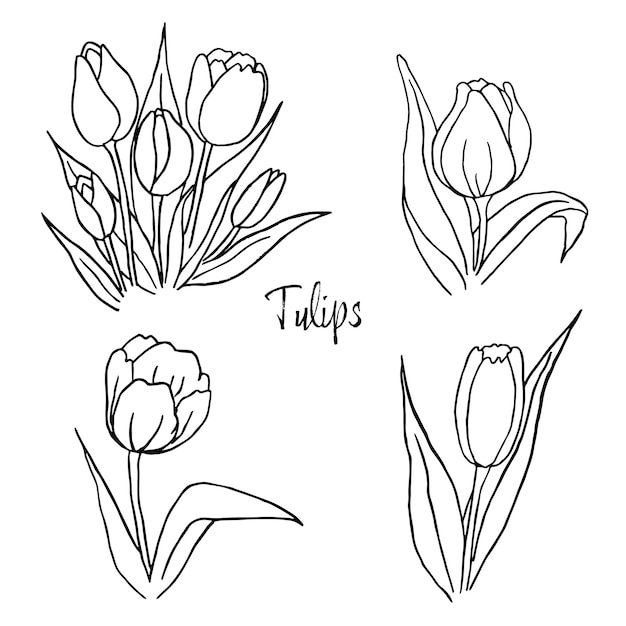 Ensemble de contour tulipes dessin au trait fleurs dessinées à la main Tulipes vector illustration florale