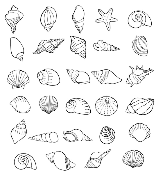 Ensemble De Coquillages Dessinant Des Symboles De Contour. Collection De Coquillages Isolée. Illustration Vectorielle