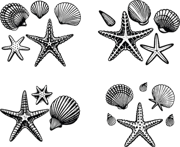 un ensemble de coquillages et d'étoiles de mer