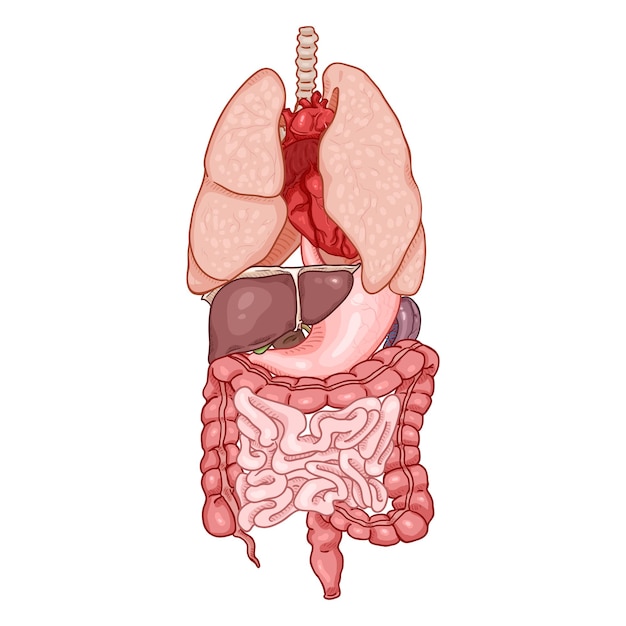 Vecteur ensemble de couleurs de dessin animé vectoriel d'organes humains anatomiques