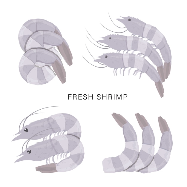 Vecteur ensemble de crevettes fraîches ou crevettes isolé sur fond blanc. illustration de dessin animé