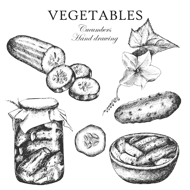 Ensemble De Croquis De Concombres, Illustration. Pot De Concombres. Dessin à Main Levée.