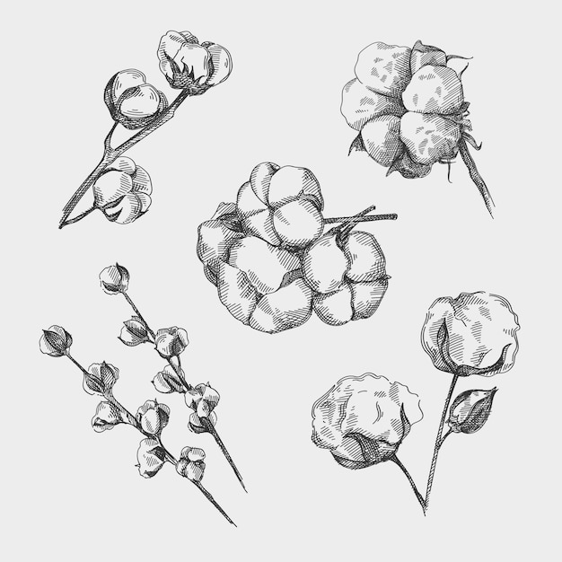 Ensemble de croquis dessinés à la main de coton. Bourgeons de coton. Tiges de coton. Branches de coton.