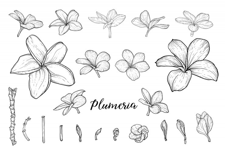 Ensemble de croquis dessinés à la main de fleurs tropicales. Orchidées en fleurs, illustrations exotiques à l'encre noire de la plante Frangipanier. Hibiscus contour, Strelitzia, fleur de Plumeria