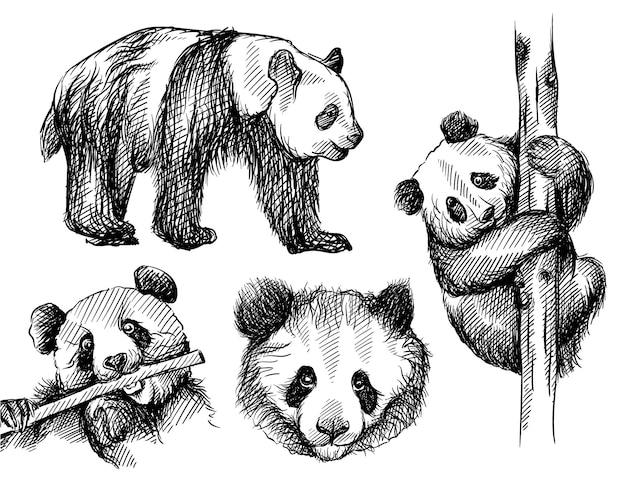 Vecteur ensemble de croquis dessinés à la main d'ours panda sur fond blanc.