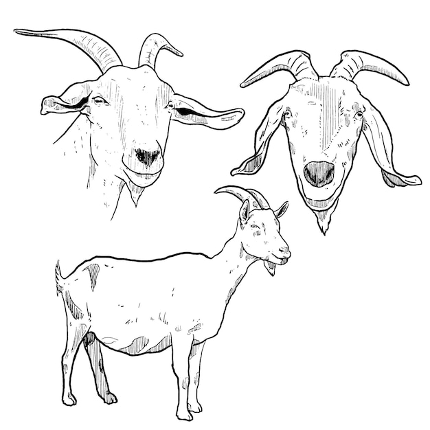 Vecteur ensemble de croquis et ferme d'animaux dessinés à la main et chèvre