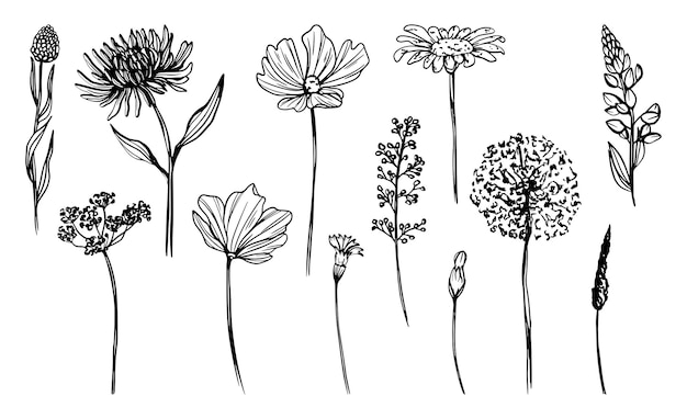 Ensemble de croquis floraux Fleurs de griffonnage dessinées à la main