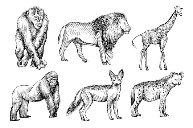 Ensemble de croquis noir et blanc dessinés à la main d'animaux sauvages d'Afrique.