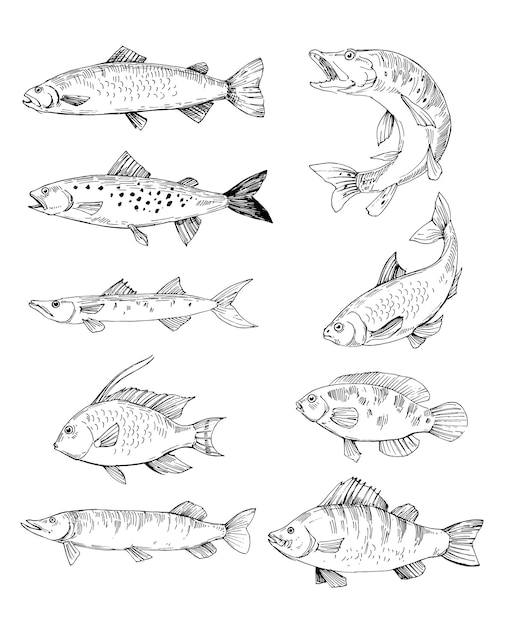 Vecteur ensemble de croquis de poissons, saumon, truite, brochet. contours vectoriels dessinés à la main avec fond transparent