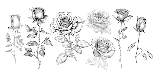 Vecteur ensemble de croquis de roses dessinés à la main dans l'illustration de style doodle