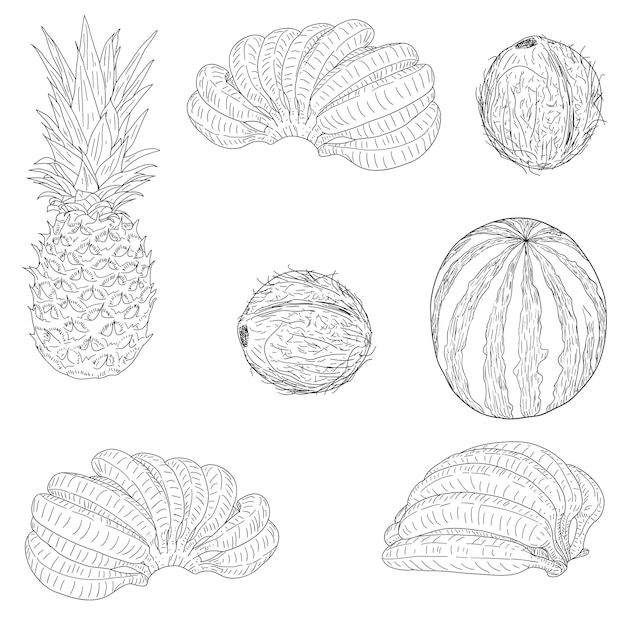 Ensemble croquis silhouette croquis pastèque noix de coco banane ananas fond blanc illustration