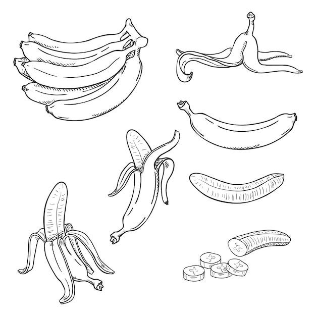 Ensemble De Croquis Vectoriels De Diverses Illustrations De Bananes