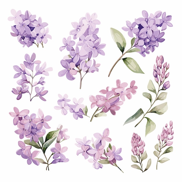 Ensemble, Délicat, Lilas, Aquarelle, Clipart