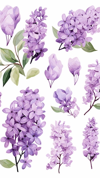 Ensemble, Délicat, Lilas, Aquarelle, Clipart