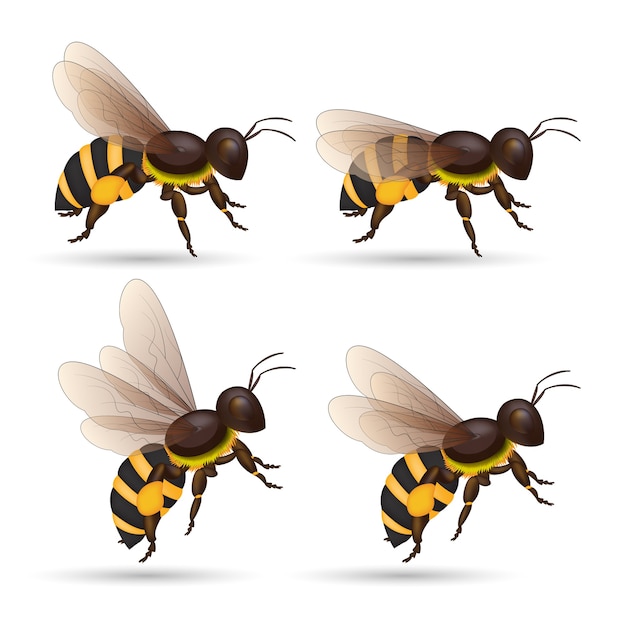 Ensemble de dessin animé isolé abeille à miel. Animal d'abeille sur fond blanc.