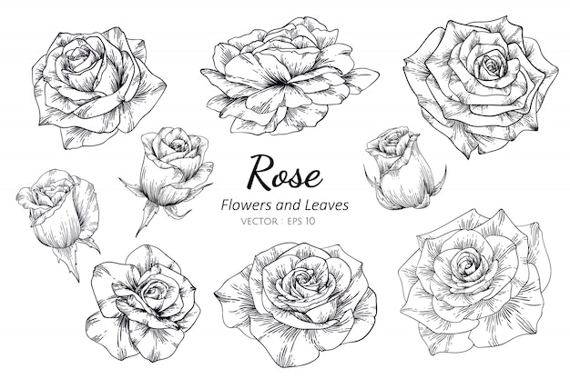 Ensemble De Dessin Fleur Rose Avec Illustration Au Trait
