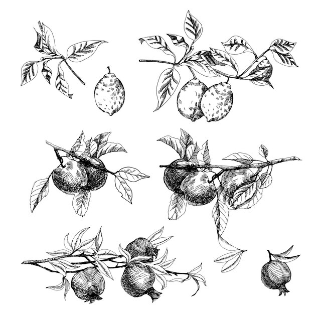 Vecteur ensemble dessiné à la main de fruits de croquis