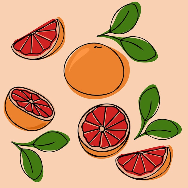 Vecteur ensemble dessiné à la main orange ou pamplemousse. fruits entiers et coupés. illustration vectorielle dans le style doodle