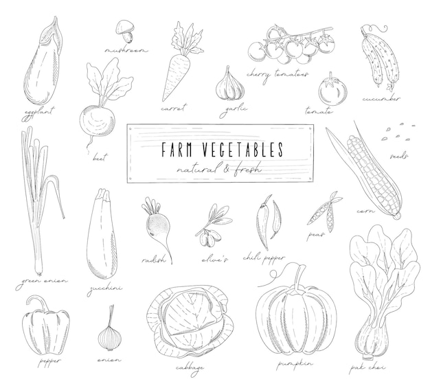 Ensemble de dessins monochromes à la main de légumes de la ferme pour le menu de conception, la ferme, le marché, la boutique végétarienne.