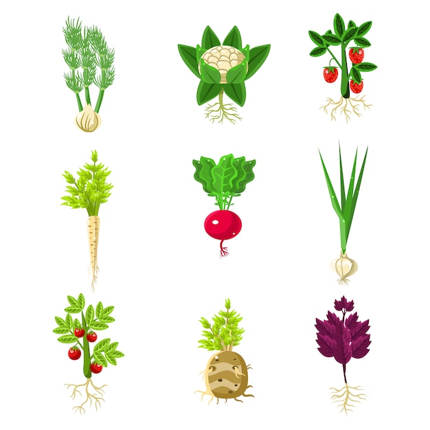 Vecteur ensemble de dessins primitifs de légumes frais avec des racines