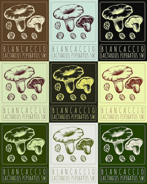 Vecteur ensemble de dessins vectoriels blancaccio en différentes couleurs dessiné à la main nom latin est lactarius piperatus sw