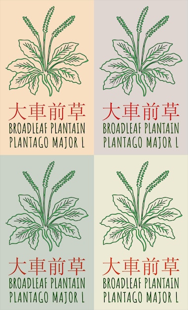 Vecteur ensemble de dessins vectoriels broadleaf plantain en chinois dans diverses couleurs le nom latin est plantago major l