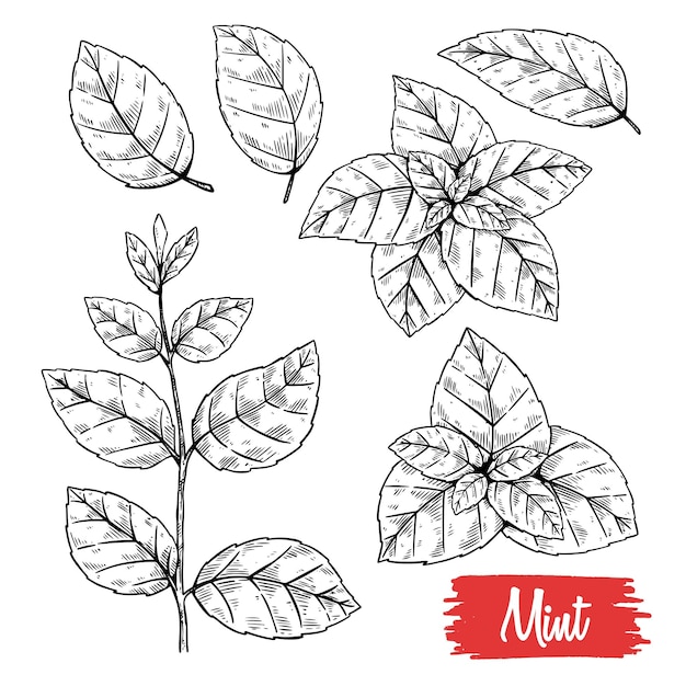 Vecteur ensemble de dessins vectoriels à la menthe usine de menthe isolée et feuilles illustration de style gravé à base de plantes