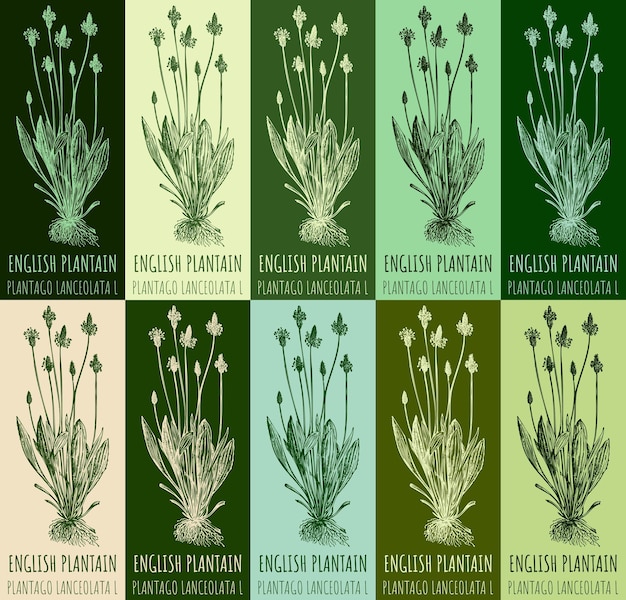 Ensemble De Dessins Vectoriels De Plantain Anglais En Différentes Couleurs Nom Latin Plantago Lanceolata L