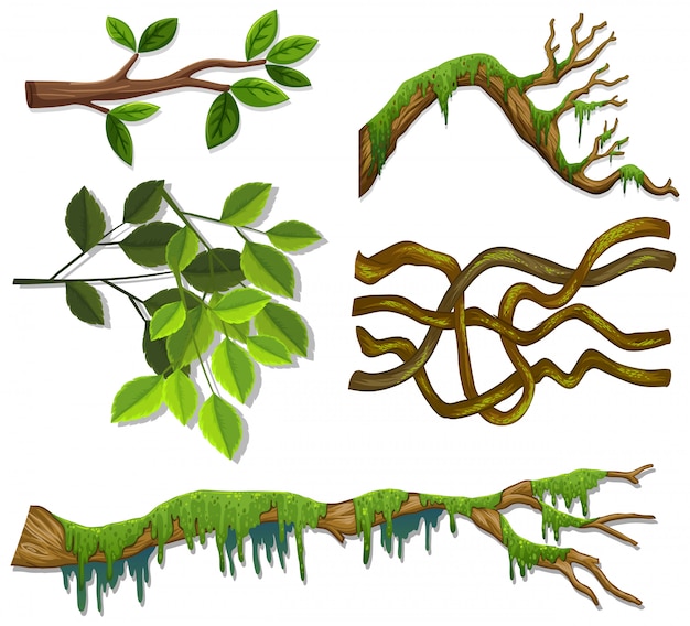 Ensemble De Différentes Branches Et Feuilles Sur Blanc