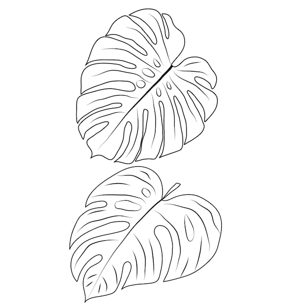Ensemble de différentes lignes de fleurs et dessin floral botanique sur fond blanc. Vecteur professionnel