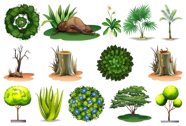 Ensemble De Différentes Plantes