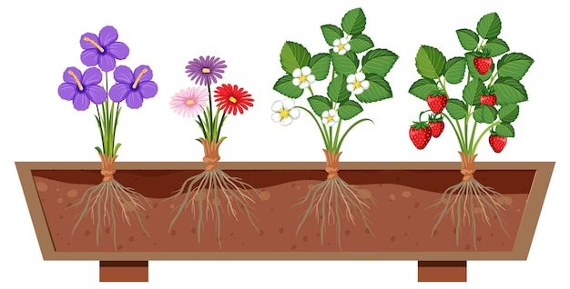 Vecteur ensemble de différentes racines de plantes poussant dans le sol