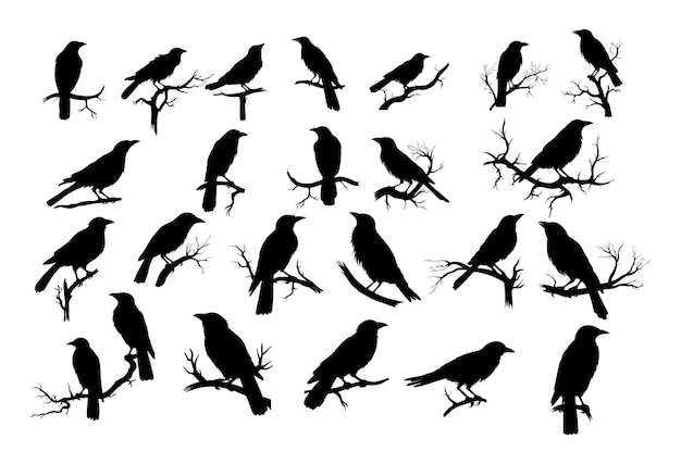 Vecteur ensemble de différents corbeaux sur la silhouette d'une branche d'arbre sur blanc