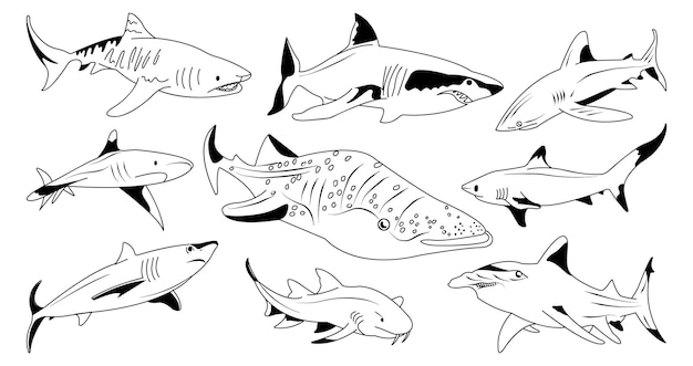 Vecteur ensemble de différents requins dessinés à la main préditateur marin vie des requins de l'océan et de la mer