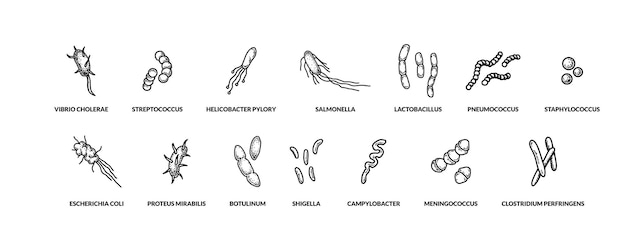 Vecteur ensemble de différents types de bactreias dessinés à la main