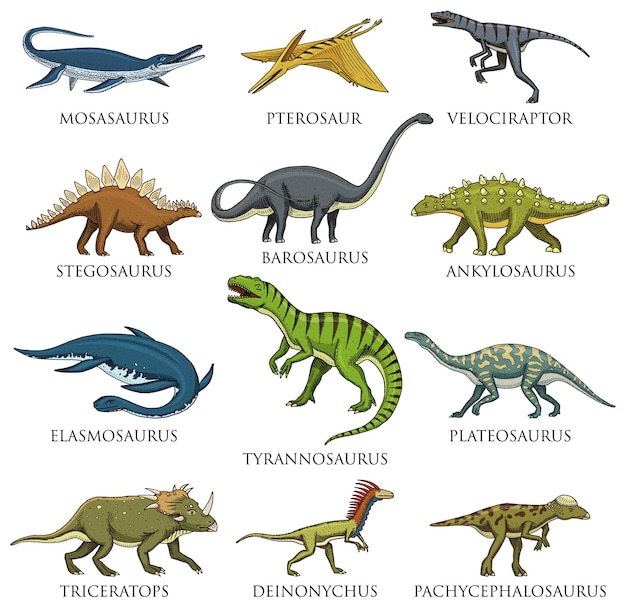 Vecteur ensemble de dinosaures tyrannosaurus rex triceratops barosaurus diplodocus velociraptor triceratops stegosaurus squelettes fossiles reptiles préhistoriques animal vecteur dessiné à la main