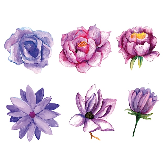 Ensemble de diverses aquarelles de fleurs violettes