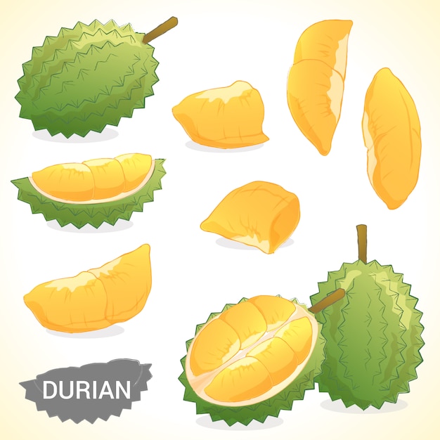 Ensemble De Durian Au Format Vectoriel De Différents Styles