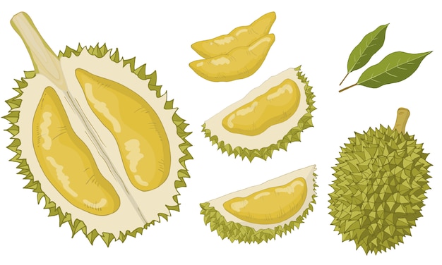 Ensemble Durian D'éléments Isolés.
