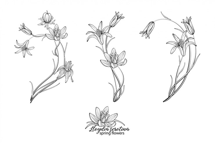 Ensemble d'éléments floraux