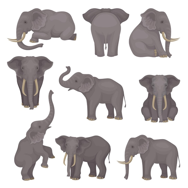 Vecteur ensemble d'éléphants dans différentes poses animaux mammifères africains ou asiatiques avec de grandes oreilles et de longues tronches thème de la faune élément graphique pour flyer ou affiche du zoo illustrations vectorielles plates isolées