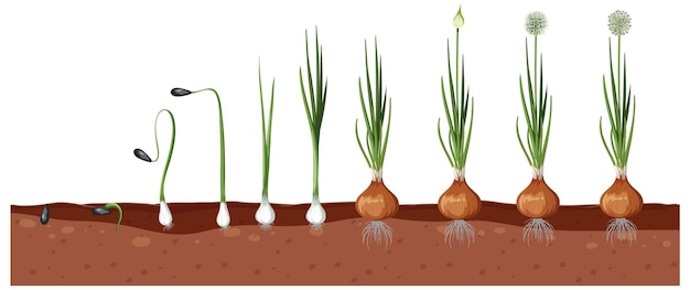 Vecteur ensemble d'étapes de croissance de plantes d'oignon isolées